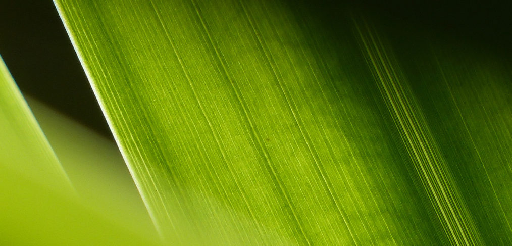 Photographie et cinématographie de Manon Plezent
